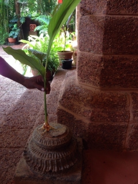 turmeric plant
