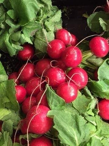 close up of radishes with leaves