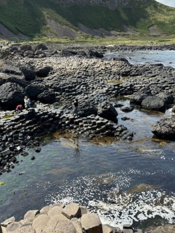 Foraging for seaweed in shallow coastline.